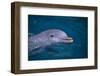 Bottlenosed Dolphin Swimming-DLILLC-Framed Photographic Print