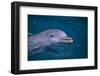 Bottlenosed Dolphin Swimming-DLILLC-Framed Photographic Print