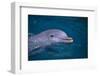Bottlenosed Dolphin Swimming-DLILLC-Framed Photographic Print