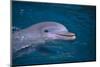 Bottlenosed Dolphin Swimming-DLILLC-Mounted Photographic Print