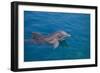 Bottlenosed Dolphin Swimming-DLILLC-Framed Photographic Print