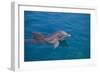 Bottlenosed Dolphin Swimming-DLILLC-Framed Photographic Print