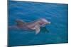 Bottlenosed Dolphin Swimming-DLILLC-Mounted Photographic Print