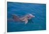 Bottlenosed Dolphin Swimming-DLILLC-Framed Photographic Print