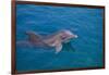 Bottlenosed Dolphin Swimming-DLILLC-Framed Photographic Print