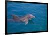 Bottlenosed Dolphin Swimming-DLILLC-Framed Photographic Print