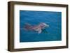 Bottlenosed Dolphin Swimming-DLILLC-Framed Photographic Print