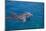 Bottlenosed Dolphin Swimming-DLILLC-Mounted Photographic Print