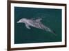 Bottlenosed Dolphin Swimming-DLILLC-Framed Photographic Print