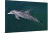 Bottlenosed Dolphin Swimming-DLILLC-Mounted Photographic Print