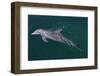 Bottlenosed Dolphin Swimming-DLILLC-Framed Photographic Print