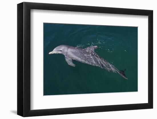 Bottlenosed Dolphin Swimming-DLILLC-Framed Photographic Print