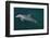 Bottlenosed Dolphin Swimming-DLILLC-Framed Photographic Print