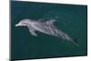 Bottlenosed Dolphin Swimming-DLILLC-Mounted Photographic Print