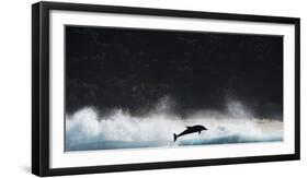 Bottlenosed Dolphin (Tursiops Truncatus) Porpoising During Annual Sardine Run-Wim van den Heever-Framed Photographic Print