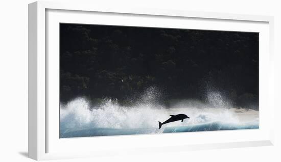 Bottlenosed Dolphin (Tursiops Truncatus) Porpoising During Annual Sardine Run-Wim van den Heever-Framed Photographic Print