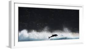 Bottlenosed Dolphin (Tursiops Truncatus) Porpoising During Annual Sardine Run-Wim van den Heever-Framed Photographic Print