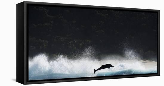 Bottlenosed Dolphin (Tursiops Truncatus) Porpoising During Annual Sardine Run-Wim van den Heever-Framed Stretched Canvas