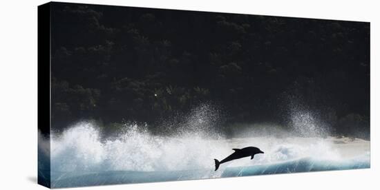 Bottlenosed Dolphin (Tursiops Truncatus) Porpoising During Annual Sardine Run-Wim van den Heever-Stretched Canvas
