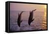 Bottlenosed Dolphin Two Leaping at Sunset-null-Framed Stretched Canvas