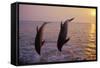 Bottlenosed Dolphin Two Leaping at Sunset-null-Framed Stretched Canvas