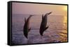 Bottlenosed Dolphin Two Leaping at Sunset-null-Framed Stretched Canvas