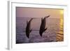 Bottlenosed Dolphin Two Leaping at Sunset-null-Framed Photographic Print