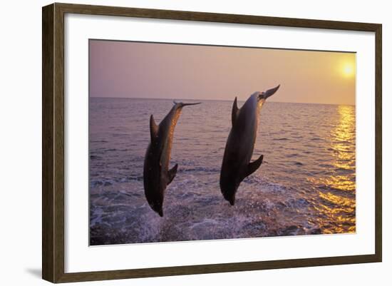 Bottlenosed Dolphin Two Leaping at Sunset-null-Framed Photographic Print