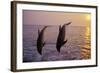 Bottlenosed Dolphin Two Leaping at Sunset-null-Framed Photographic Print