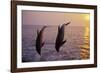Bottlenosed Dolphin Two Leaping at Sunset-null-Framed Photographic Print