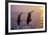 Bottlenosed Dolphin Two Leaping at Sunset-null-Framed Photographic Print