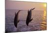 Bottlenosed Dolphin Two Leaping at Sunset-null-Mounted Photographic Print