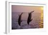 Bottlenosed Dolphin Two Leaping at Sunset-null-Framed Photographic Print