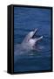 Bottlenosed Dolphin with Mouth Open-DLILLC-Framed Stretched Canvas