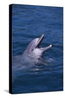 Bottlenosed Dolphin with Mouth Open-DLILLC-Stretched Canvas