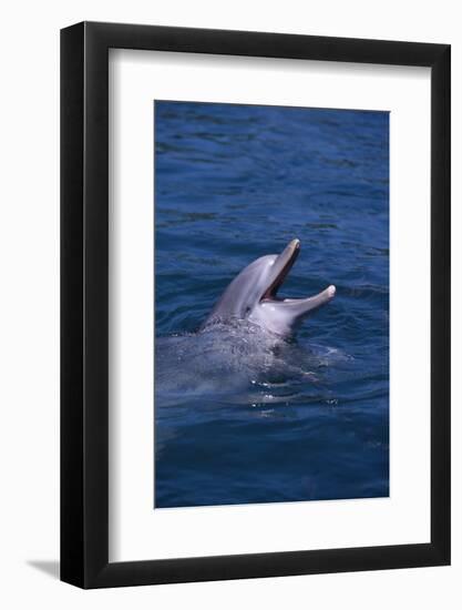 Bottlenosed Dolphin with Mouth Open-DLILLC-Framed Photographic Print