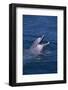 Bottlenosed Dolphin with Mouth Open-DLILLC-Framed Photographic Print