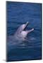 Bottlenosed Dolphin with Mouth Open-DLILLC-Mounted Photographic Print