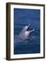 Bottlenosed Dolphin with Mouth Open-DLILLC-Framed Photographic Print