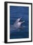 Bottlenosed Dolphin with Mouth Open-DLILLC-Framed Photographic Print