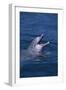 Bottlenosed Dolphin with Mouth Open-DLILLC-Framed Photographic Print