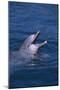 Bottlenosed Dolphin with Mouth Open-DLILLC-Mounted Photographic Print