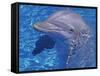 Bottlenosed Dolphin-Georgienne Bradley-Framed Stretched Canvas