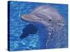 Bottlenosed Dolphin-Georgienne Bradley-Stretched Canvas