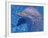 Bottlenosed Dolphin-Georgienne Bradley-Framed Photographic Print