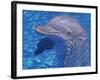 Bottlenosed Dolphin-Georgienne Bradley-Framed Photographic Print
