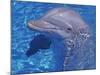 Bottlenosed Dolphin-Georgienne Bradley-Mounted Photographic Print