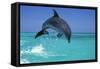 Bottlenosed Dolphin-null-Framed Stretched Canvas