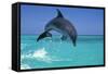 Bottlenosed Dolphin-null-Framed Stretched Canvas