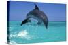 Bottlenosed Dolphin-null-Stretched Canvas